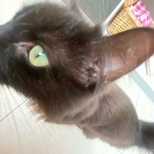 Meet your Posher, Darcy